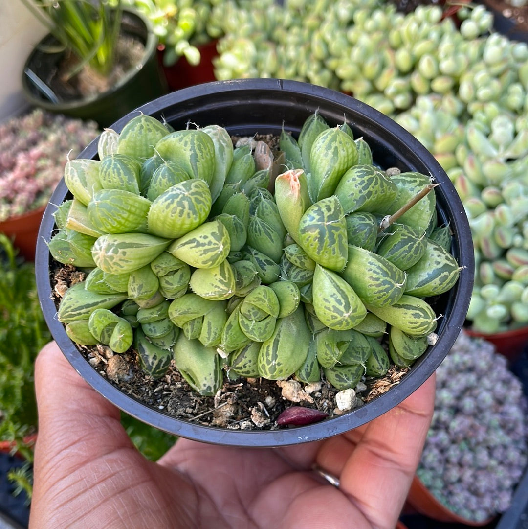 Haworthia Cooperi var