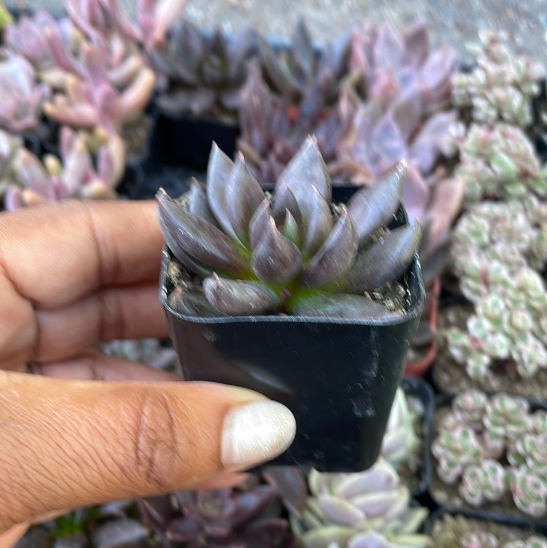Echeveria Affinis
