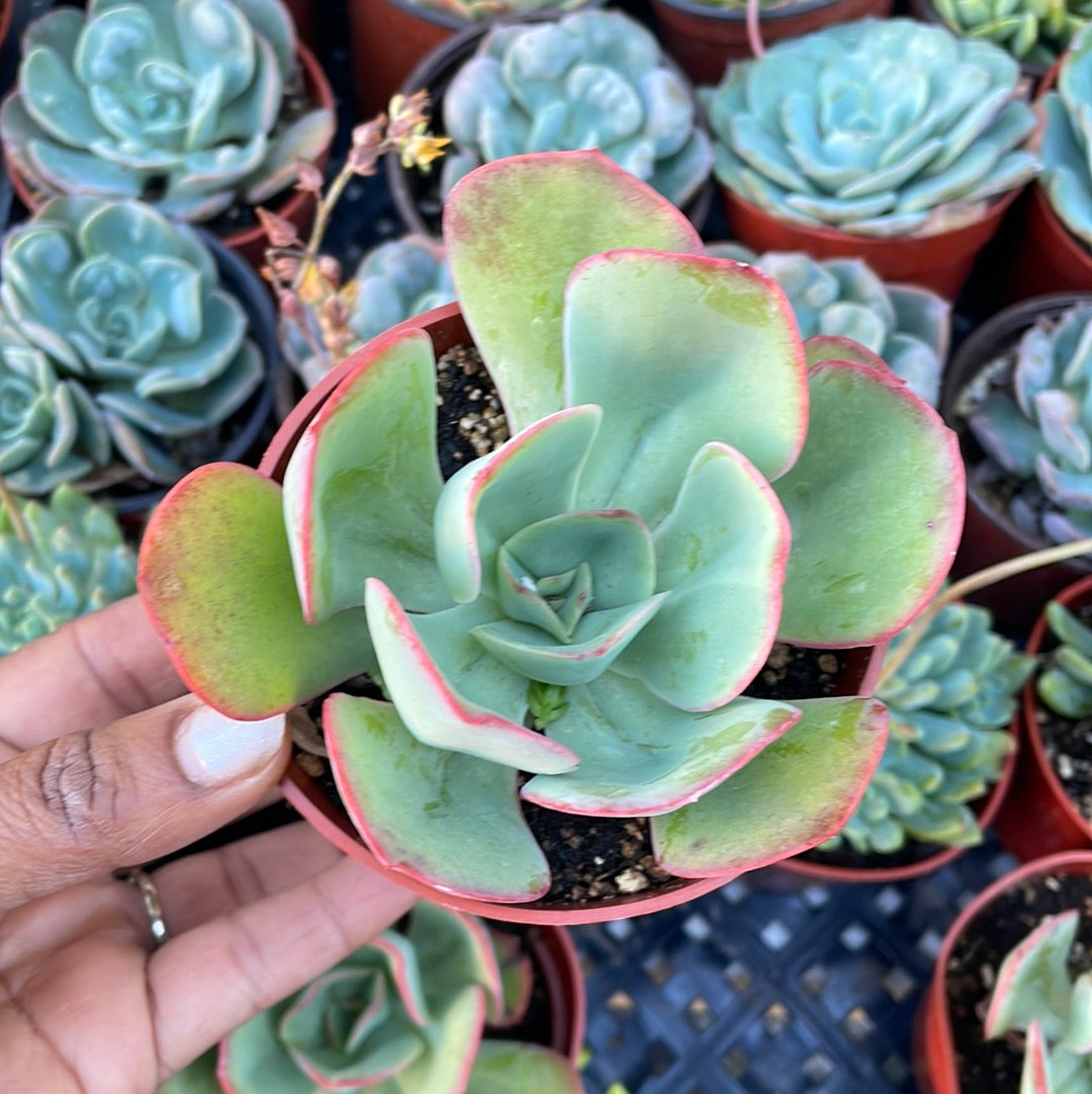 powder blue succulent Echeveria Powder Blue