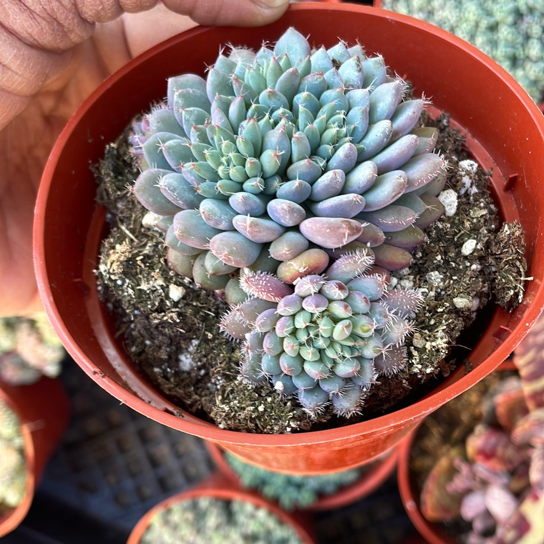 Echeveria Rundelli Succulent