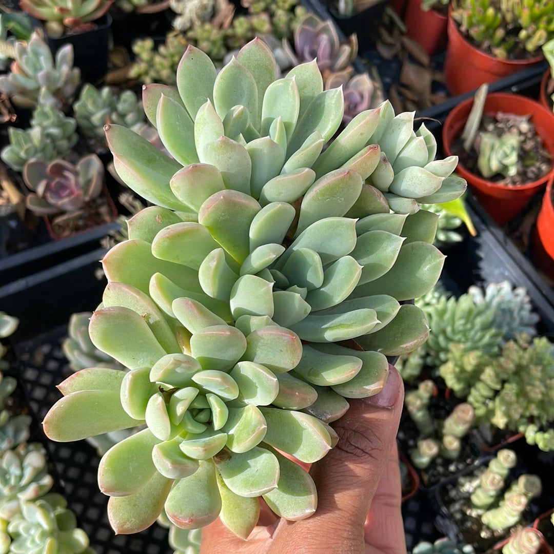 Echeveria variety cluster