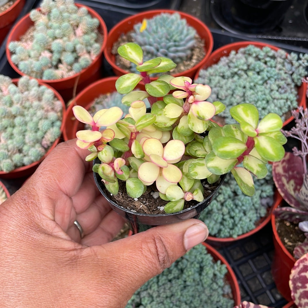 Portulacaria afra ‘kaleidoscope’