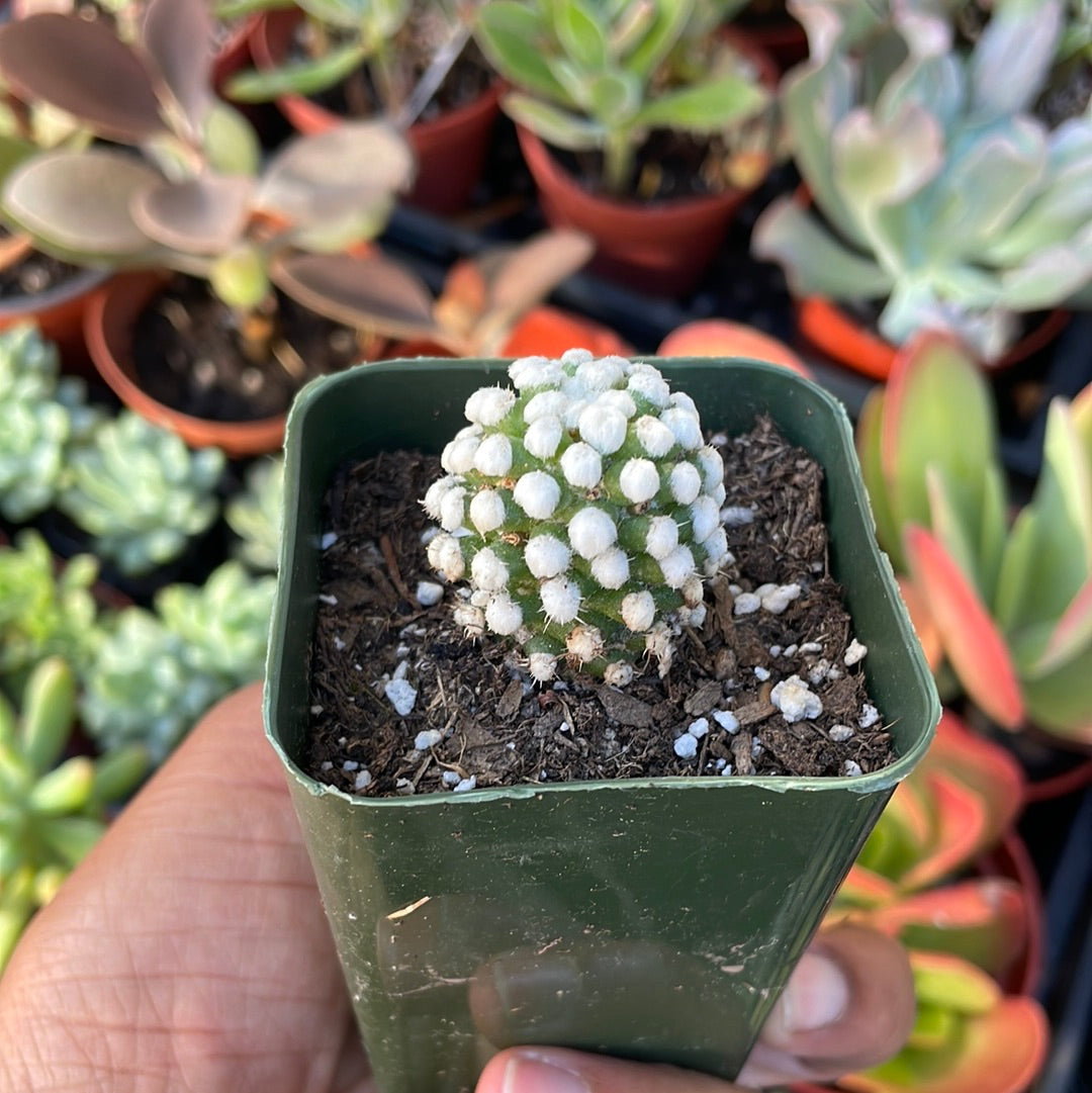 Arizona Snow Cap Mammillaria oruga monstrose
