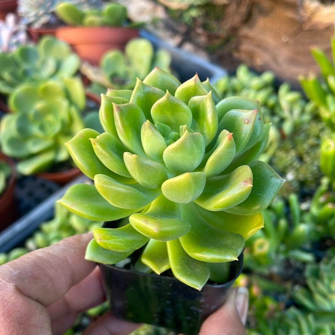 Sedeveria 'Letizia