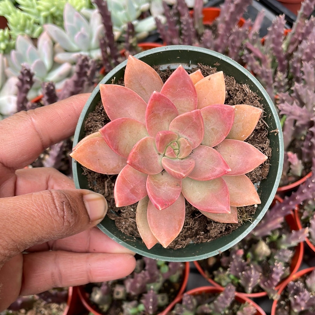 Sedum California Sunset Succulent