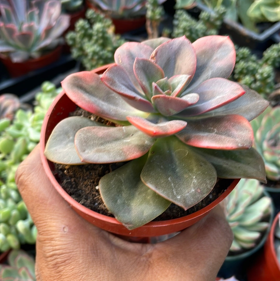 Echeveria Chroma