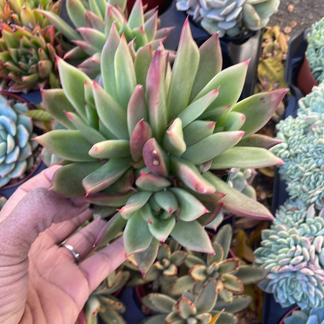 Echeveria Super Red
