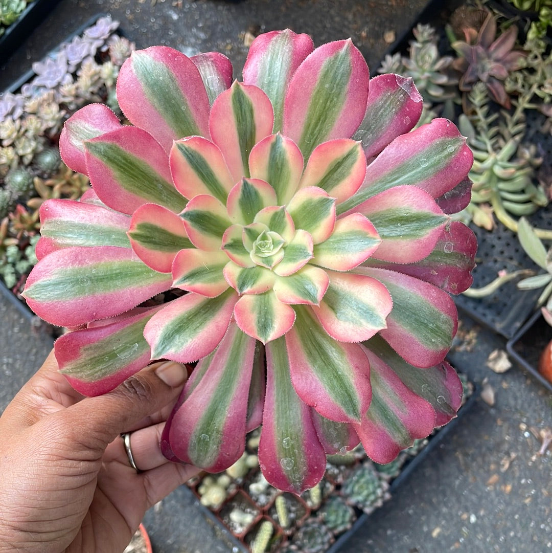 Aeonium Pink Witch