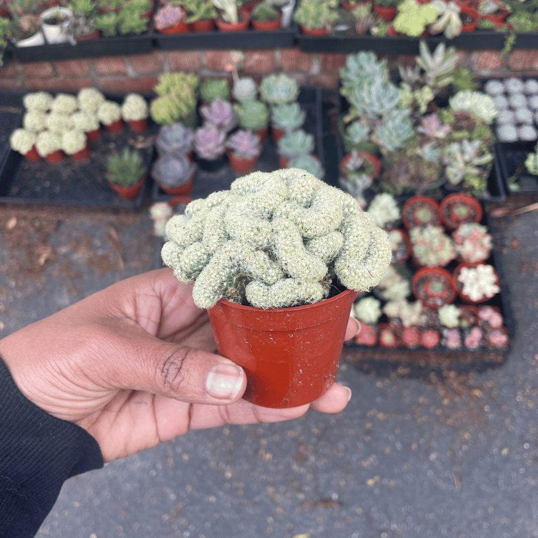 Mammillaria Elongata Cristata - Brain cactus