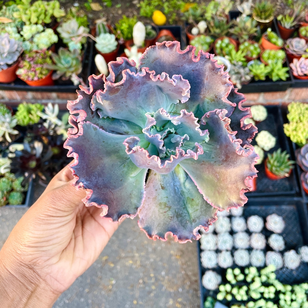 Echeveria Party Dress
