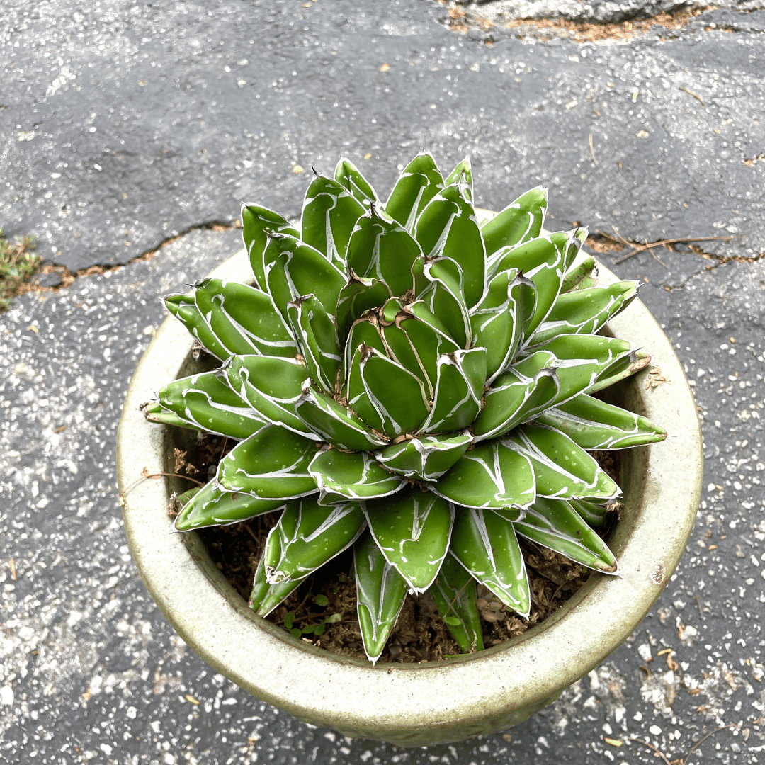 Agave Victoriae-Reginae - Queen Victoria Agave