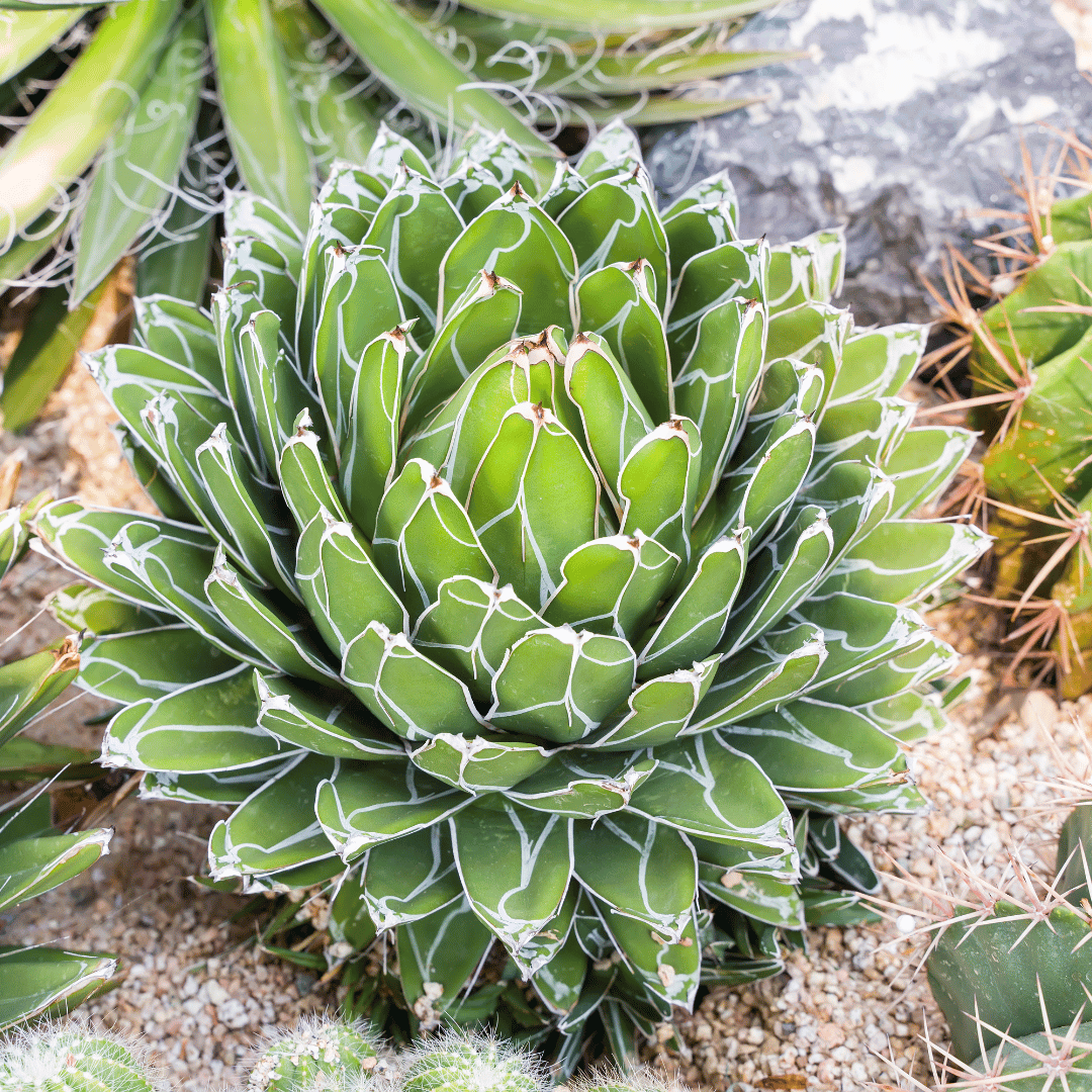 queen victoria succulent Agave Victoriae-Reginae