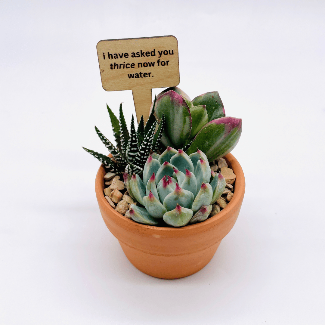 Mini Succulent Arrangement