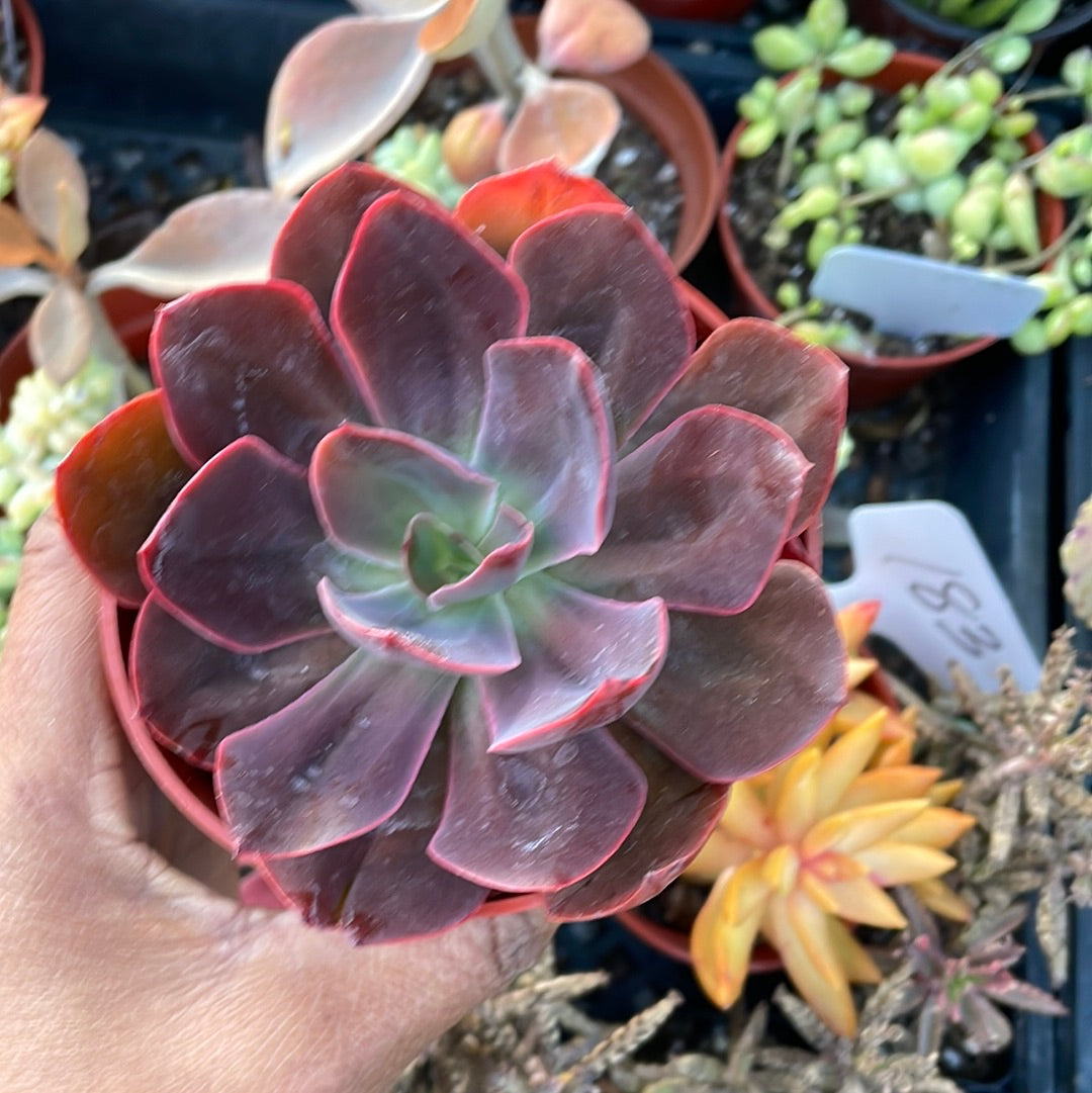Echeveria ‘Red Prince’ Succulent