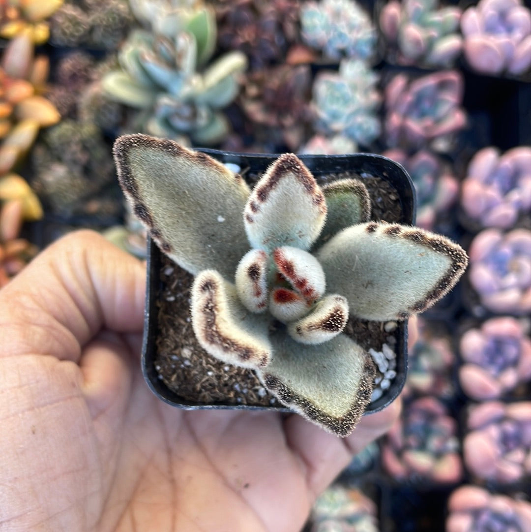 kalanchoe succulent Kalanchoe Tomentosa 'Panda plant' – Just Succ It
