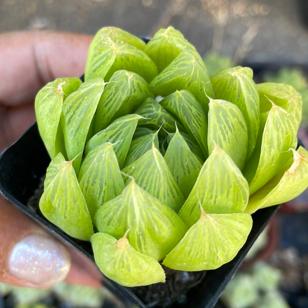 Haworthia Cymbiformis