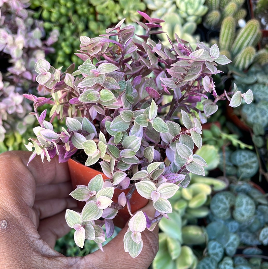 CALLISIA REPENS PINK LADY (TURTLE VINE) - PINK PANTHER PLANT