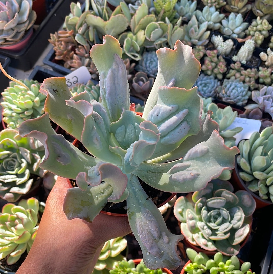 culibra succulent Echeveria Culibra