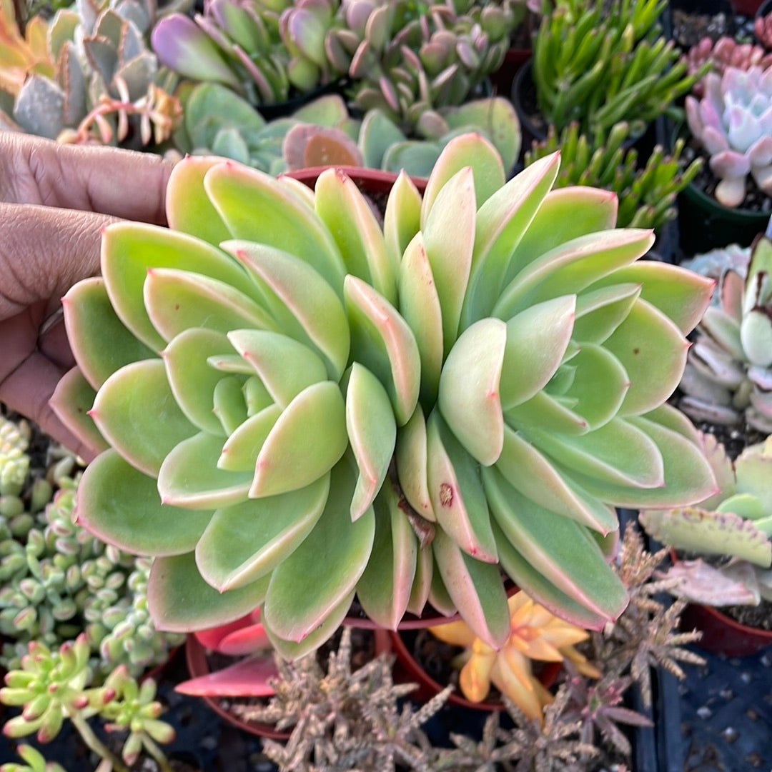 Echeveria Palida Succulent