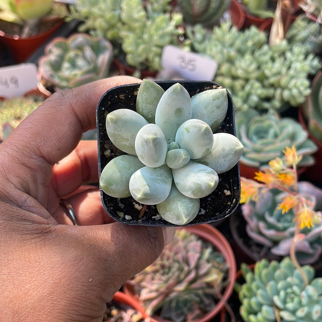 Chonky Trio