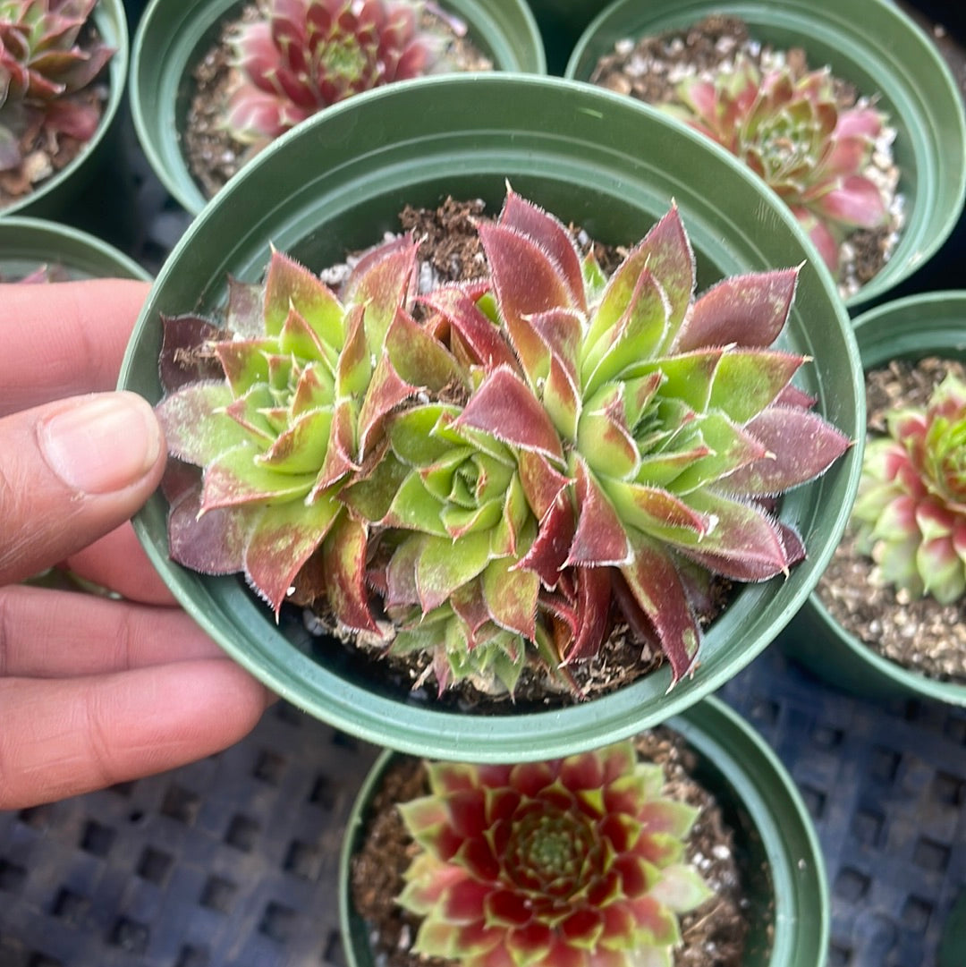 Sempervivum heuffelii var Cold Hardy Succulent