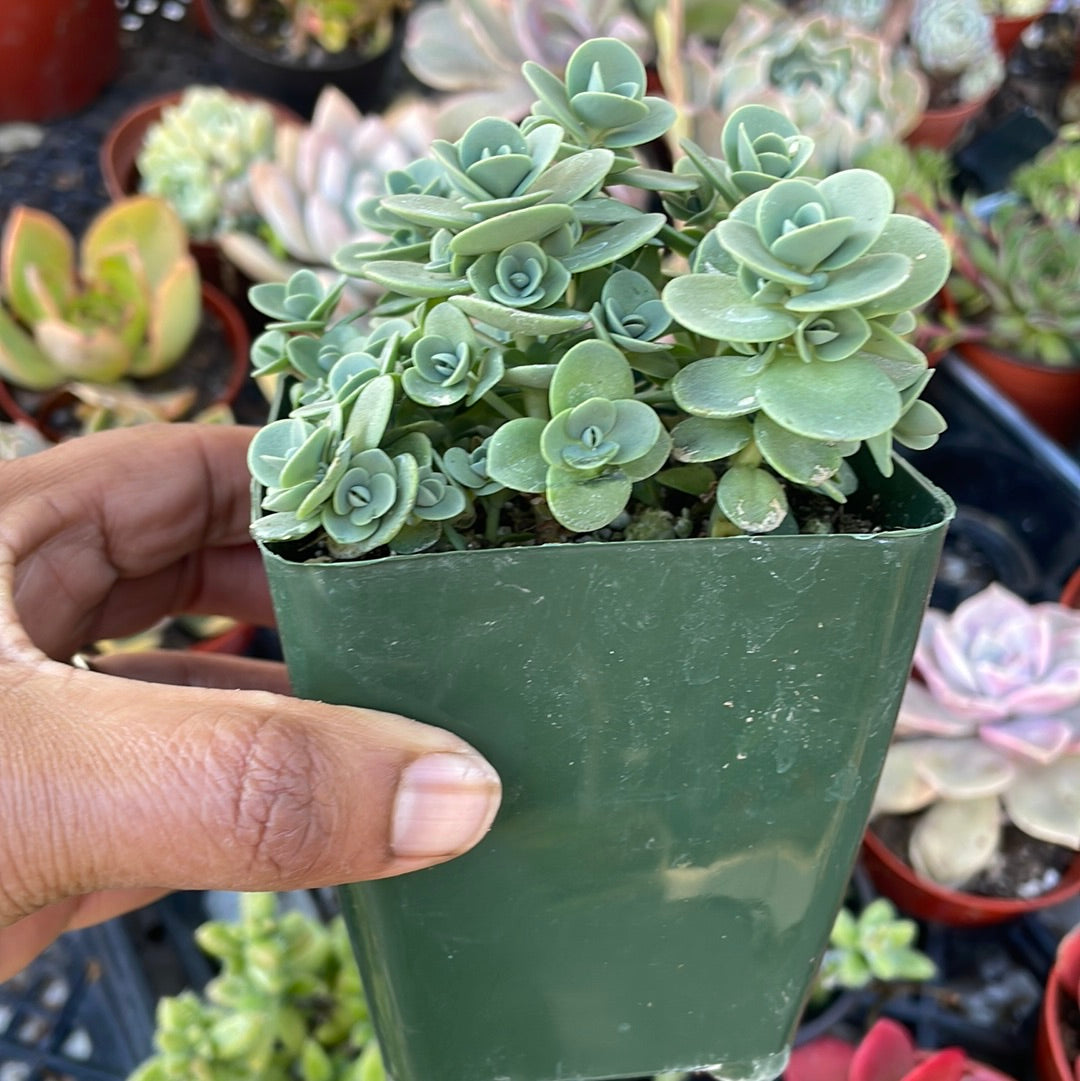 Sedum Sunsparkler ‘Lime Zinger’ Succulent