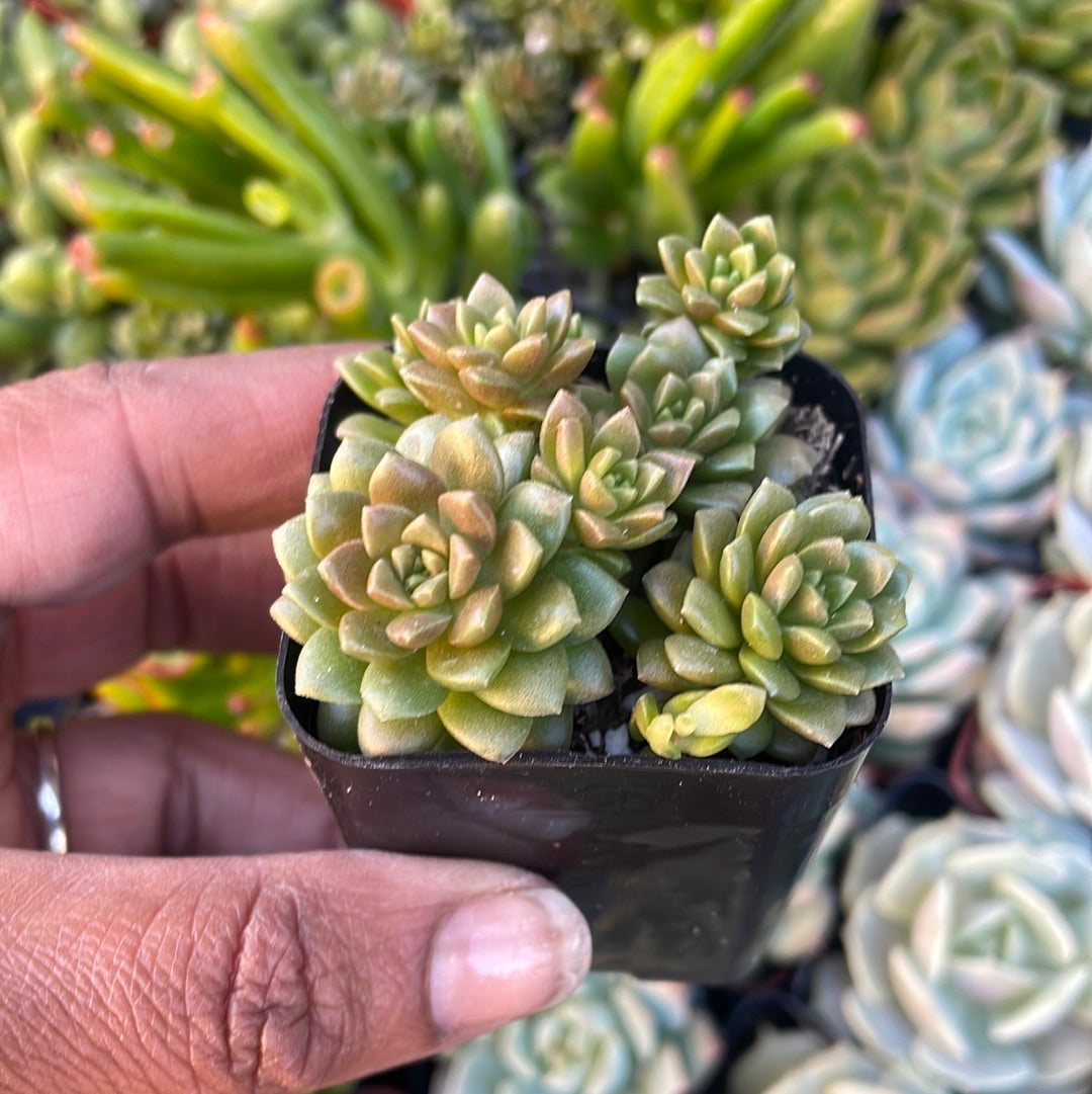 Cremnosedum ‘Little Gem’