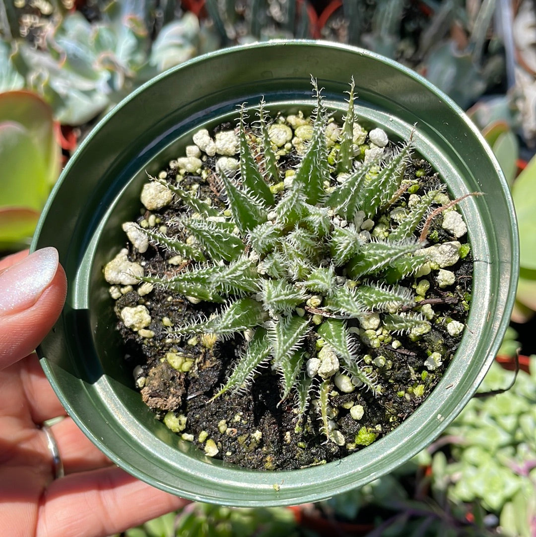 Aloe Haworthiodes