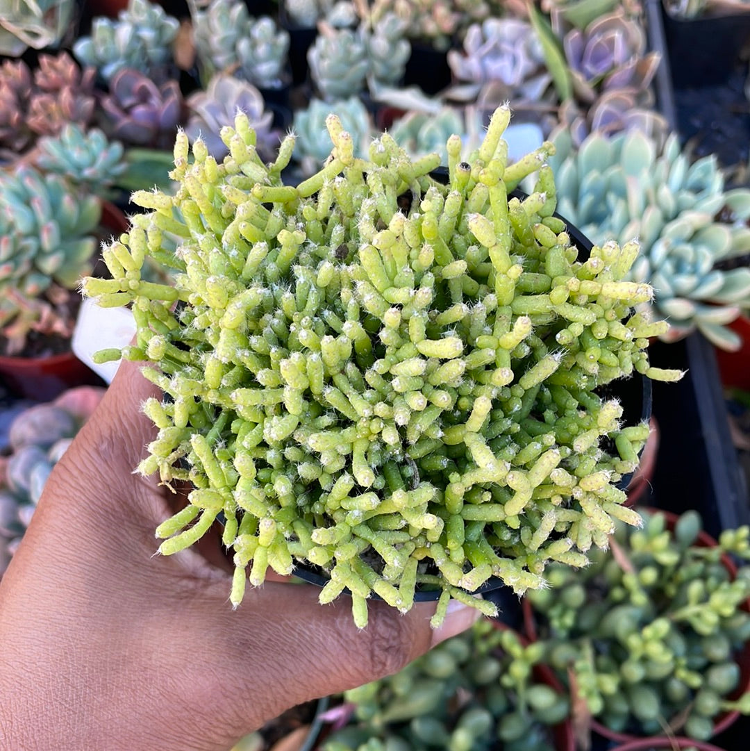 Hatiora salicornioides - Dancing Bones Cactusl