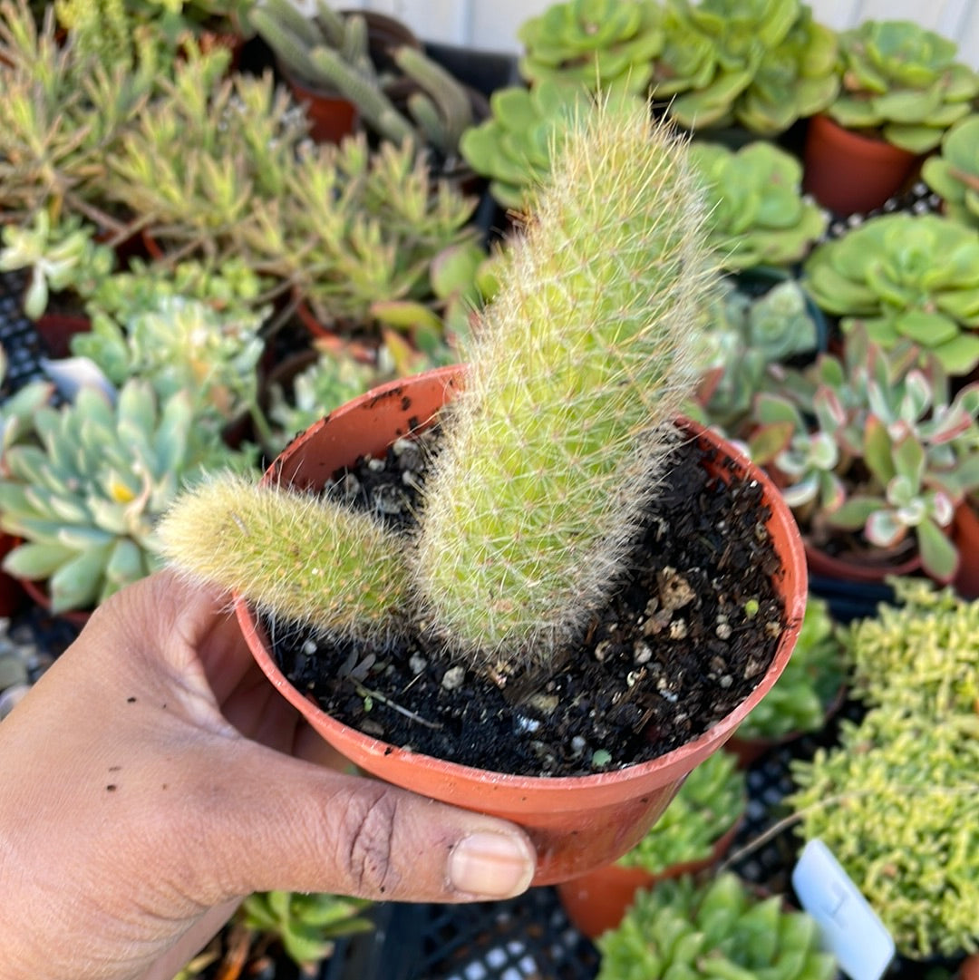 monkey tail succulent Monkey's Tail Cactus