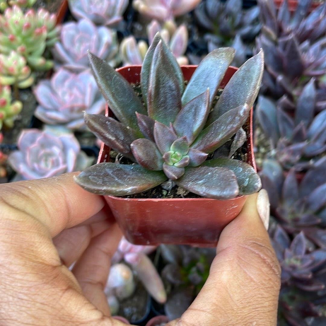 Echeveria Serrana