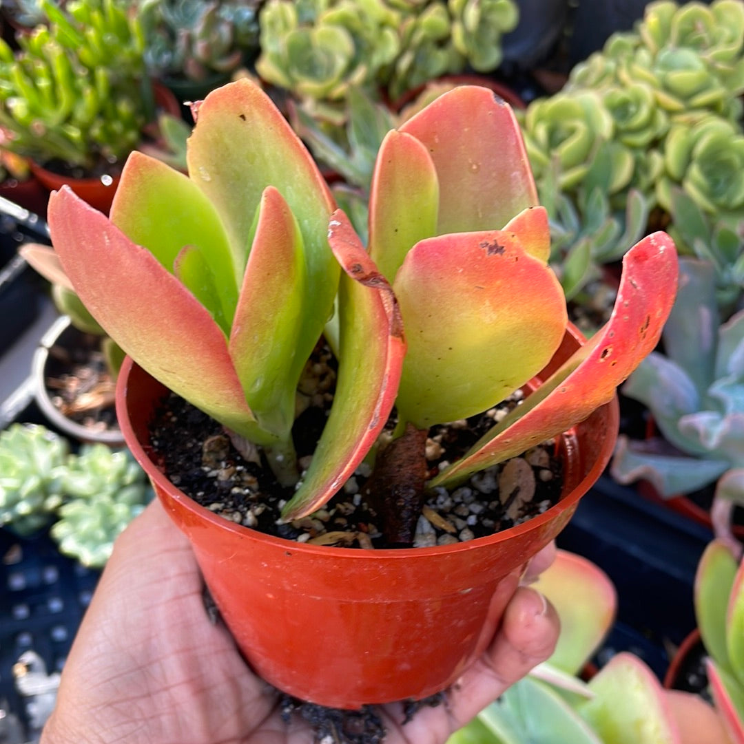 kalanchoe dragonfire succulent Kalanchoe Dragonfire