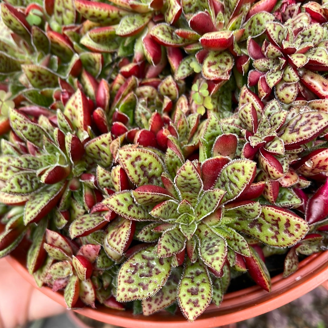 Crassula Tiger Jade succulent