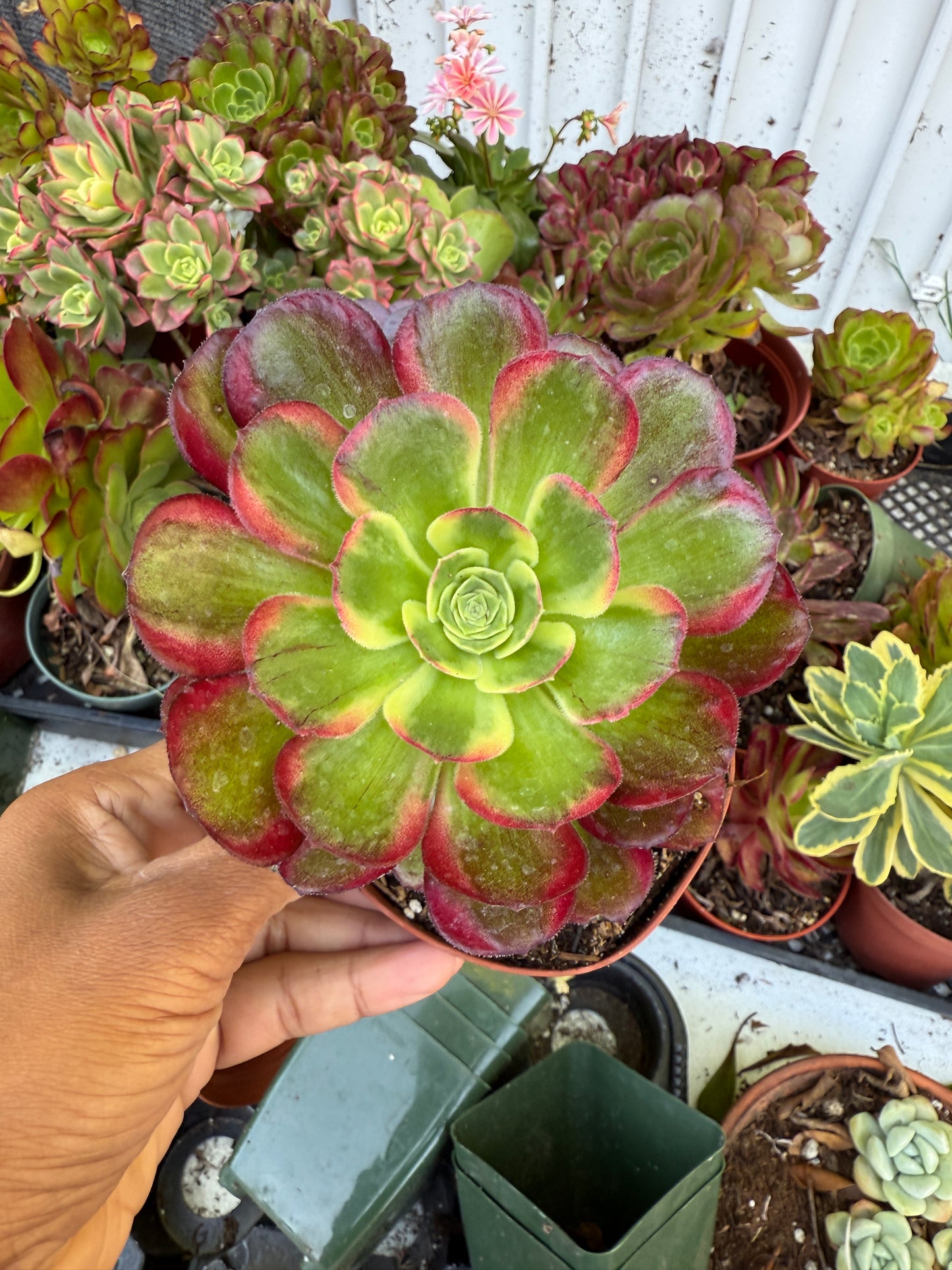 Aeonium Anna