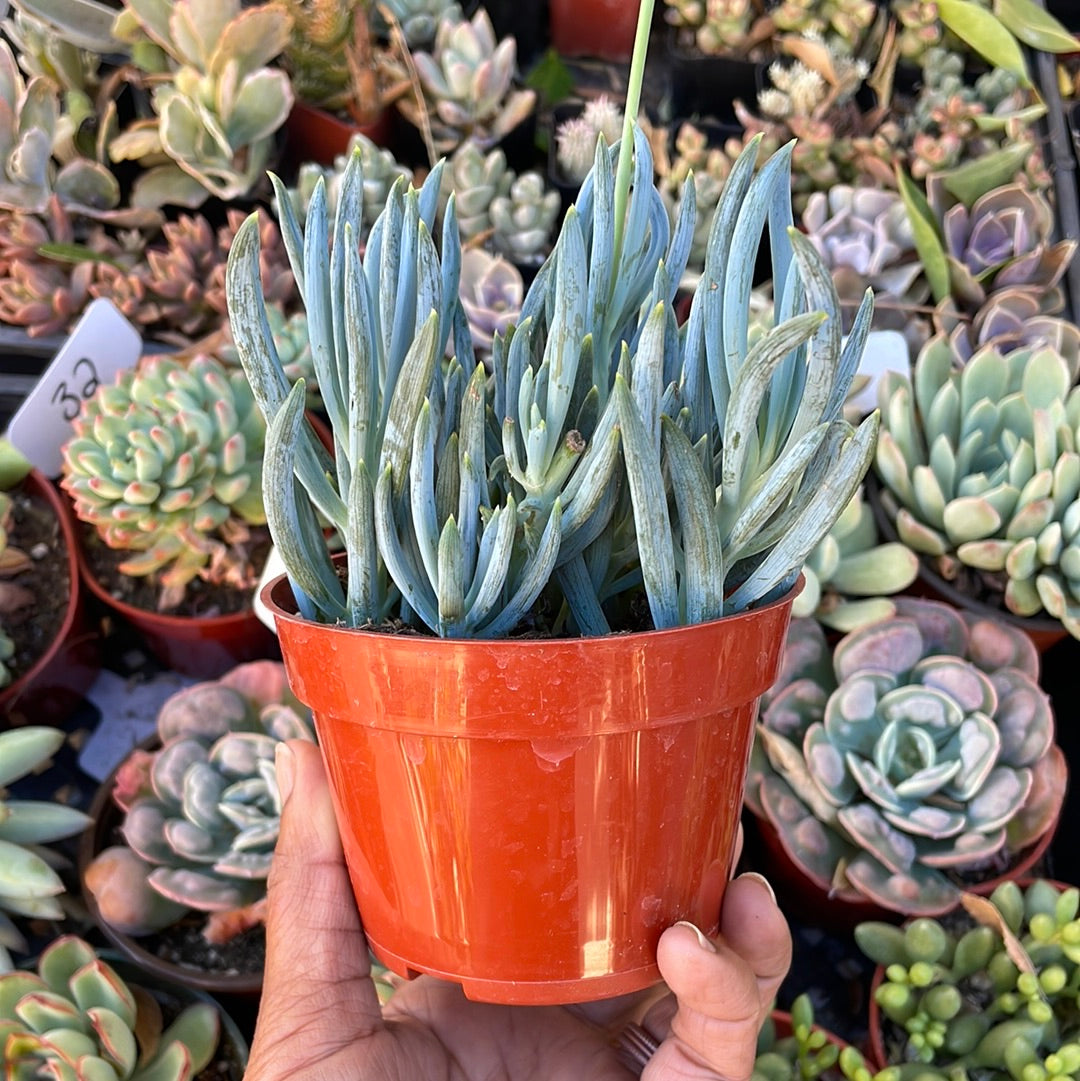 Senecio “Blue Chalksticks” succulent