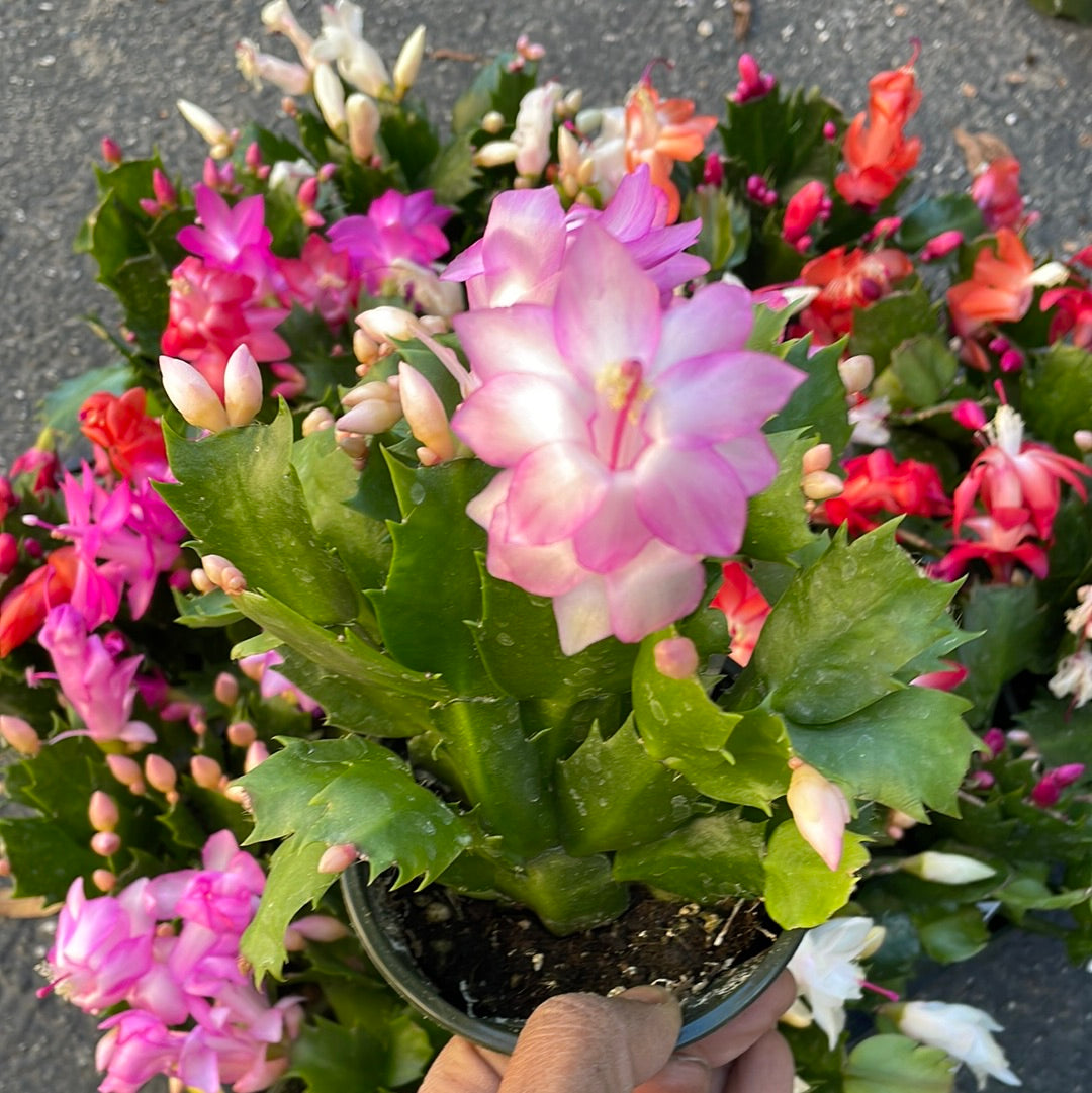 Thanksgiving Cactus - Schlumbergera bridgesii