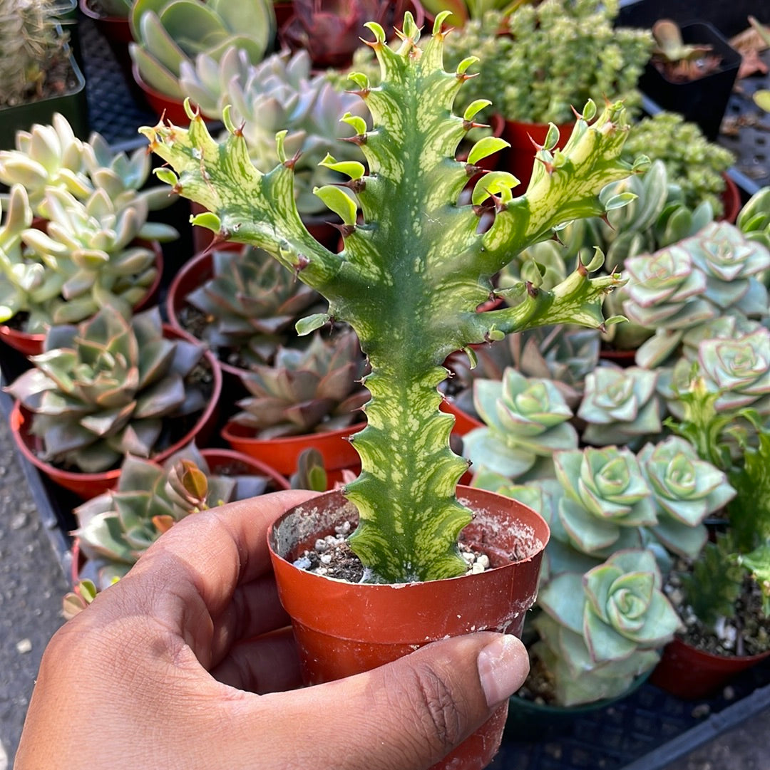 african succulent tree Variegated African Milk Tree – Just Succ It