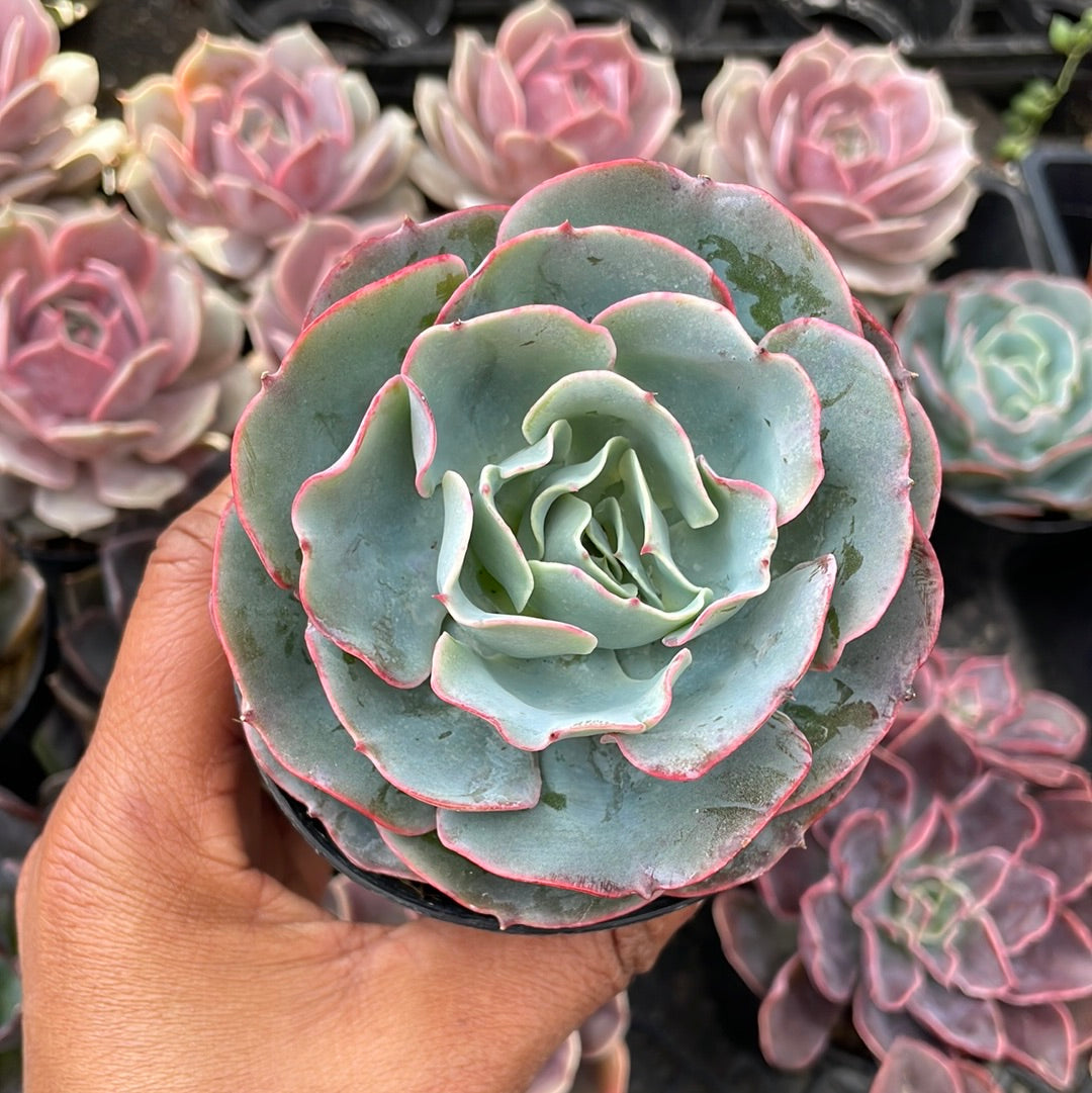 Echeveria ‘Araceli’ Succulent