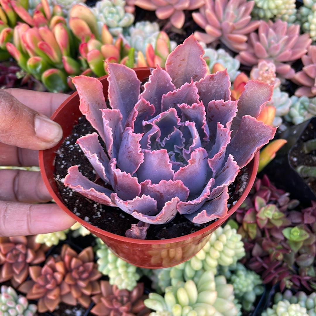 neon breaker succulent E. Neon Breakers – Just Succ It