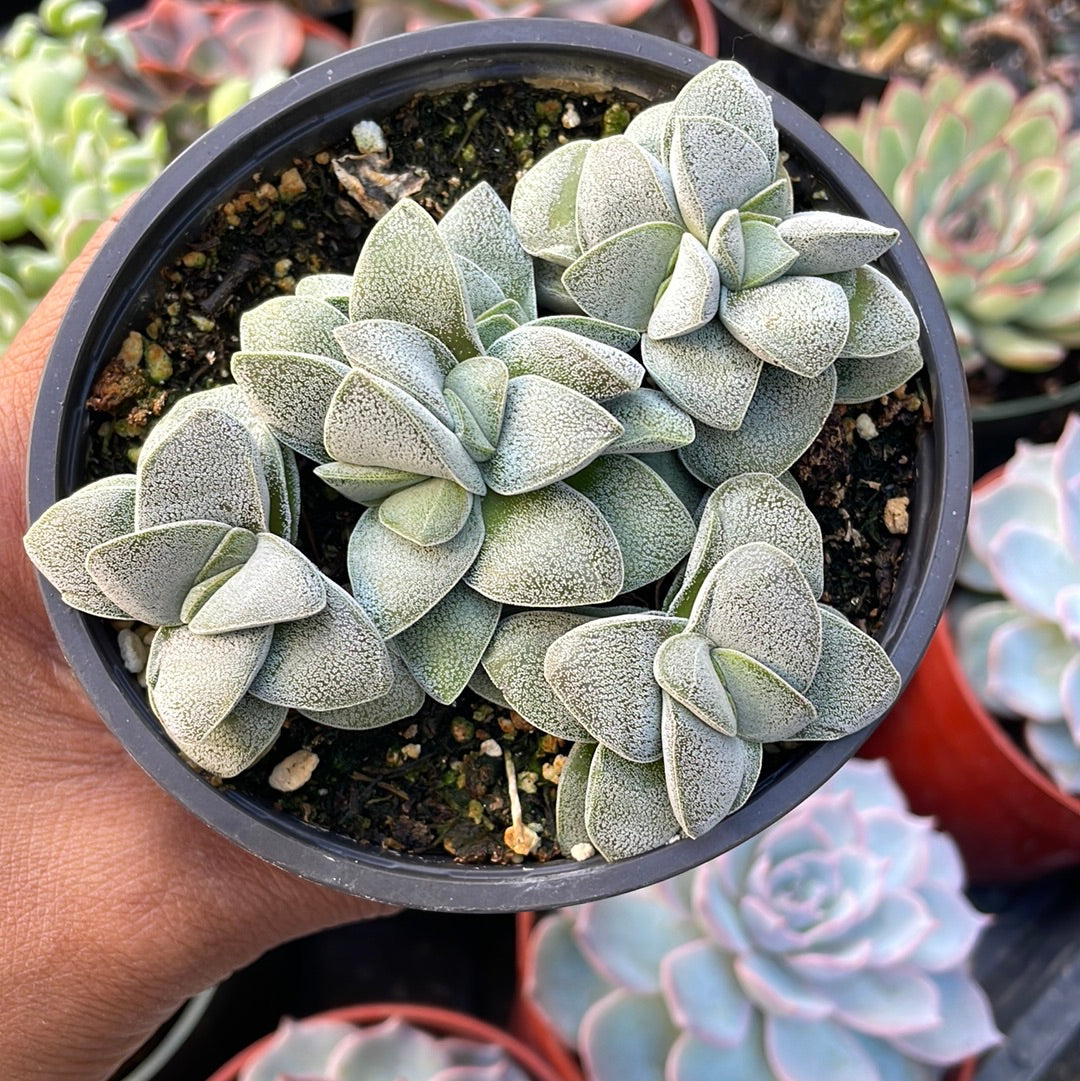 Crassula Silver Springtime