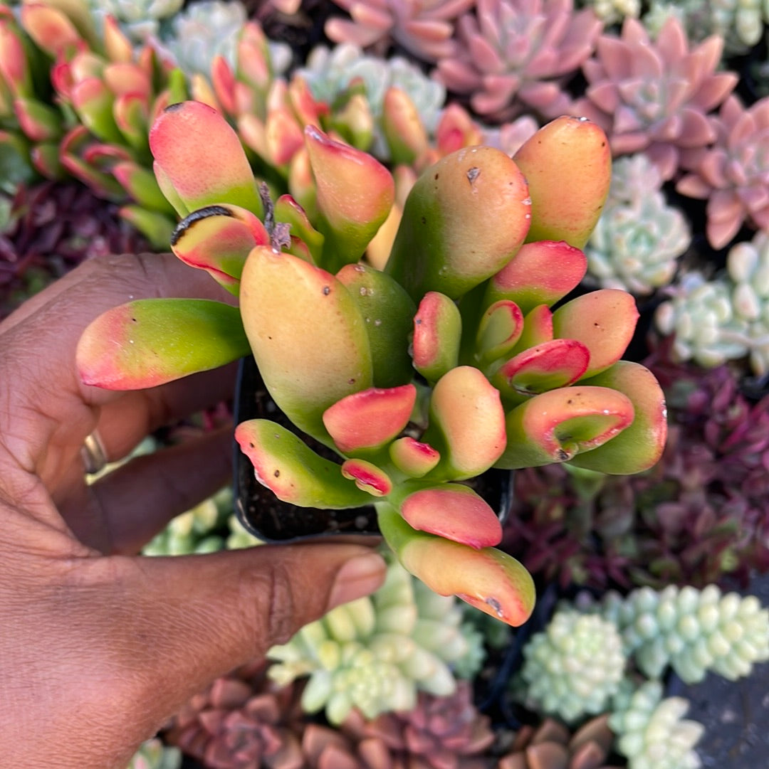 succulent crassula hobbit Crassula Sunset Hobbit Jade Succulent
