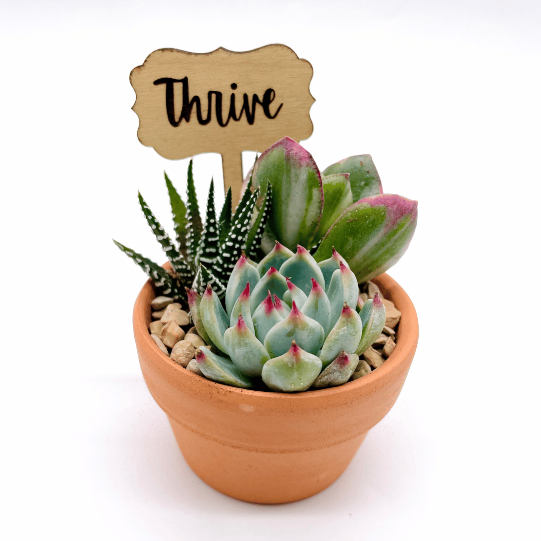 Mini Succulent Arrangement