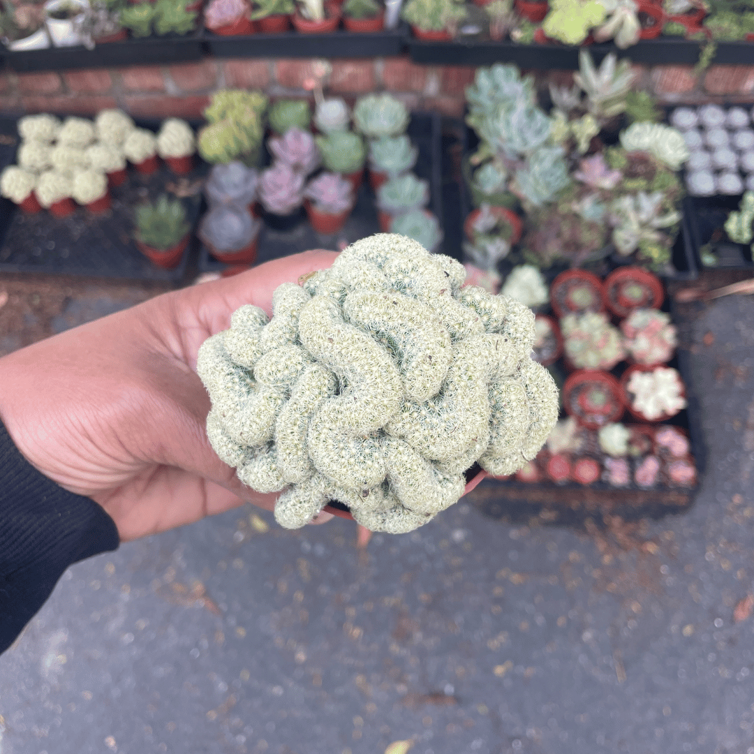 Mammillaria Elongata Cristata - Brain cactus