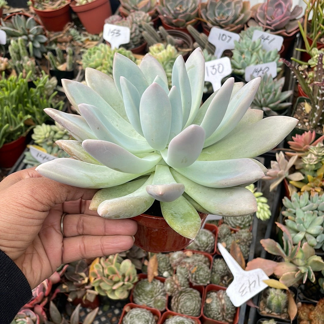 Graptoveria Opalina