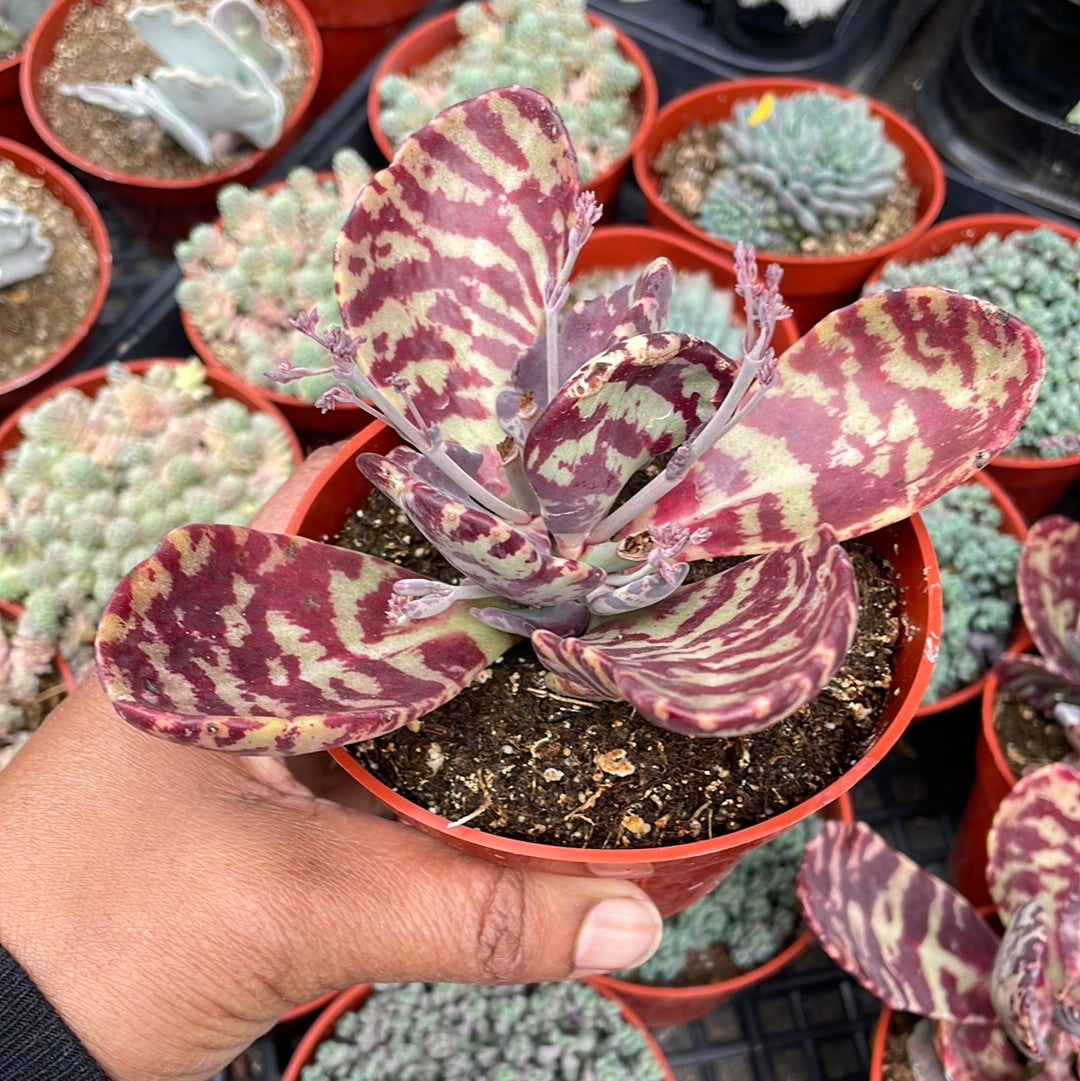 Kalanchoe Humilis