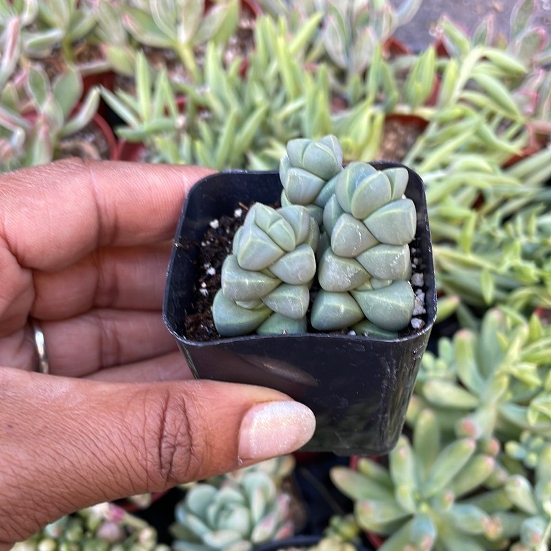 Crassula Deceptor