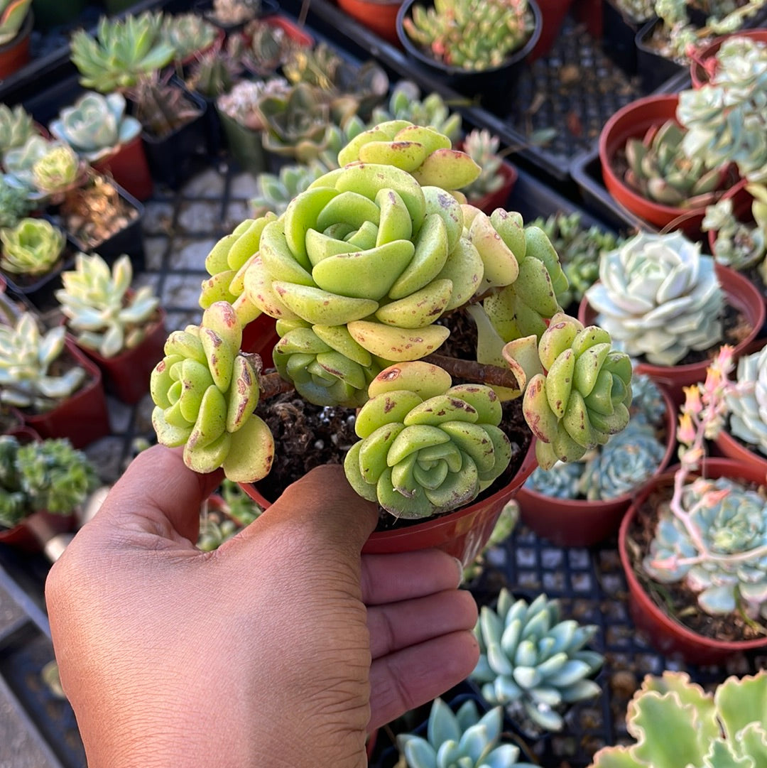 Lily Pad Aeonium