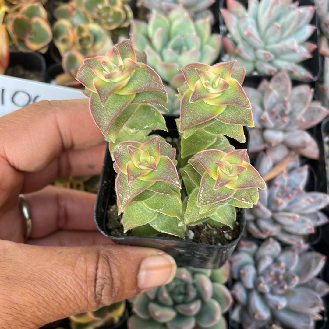 Variegated String of Buttons Crassula Perforata Succulent