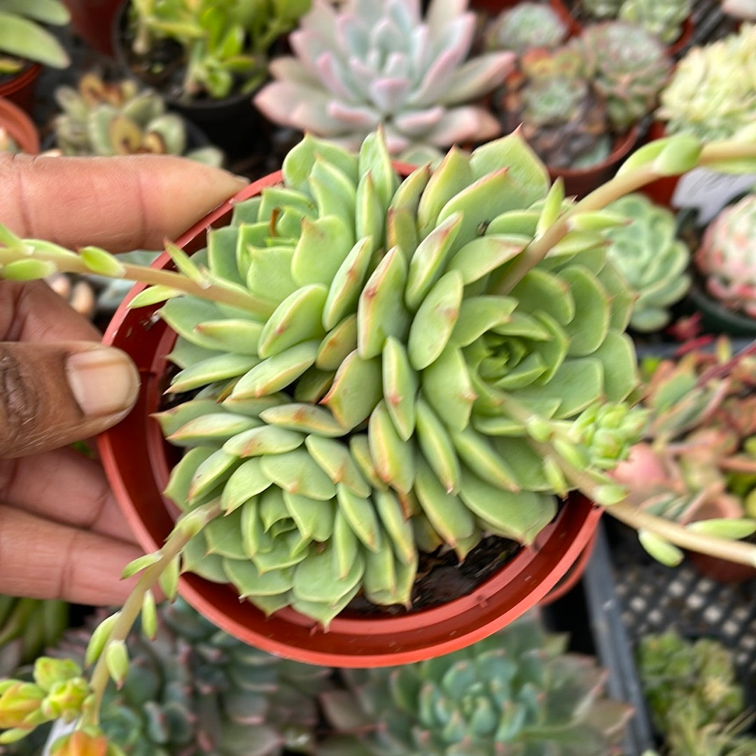 Echeveria Ramilette Cluster