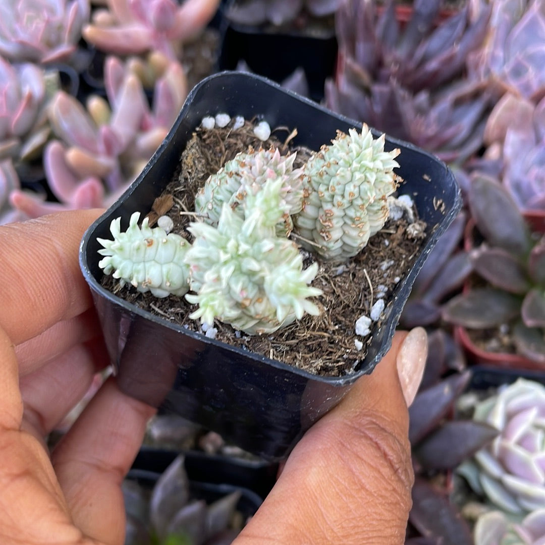 Variegated Corn Cob Cactus
